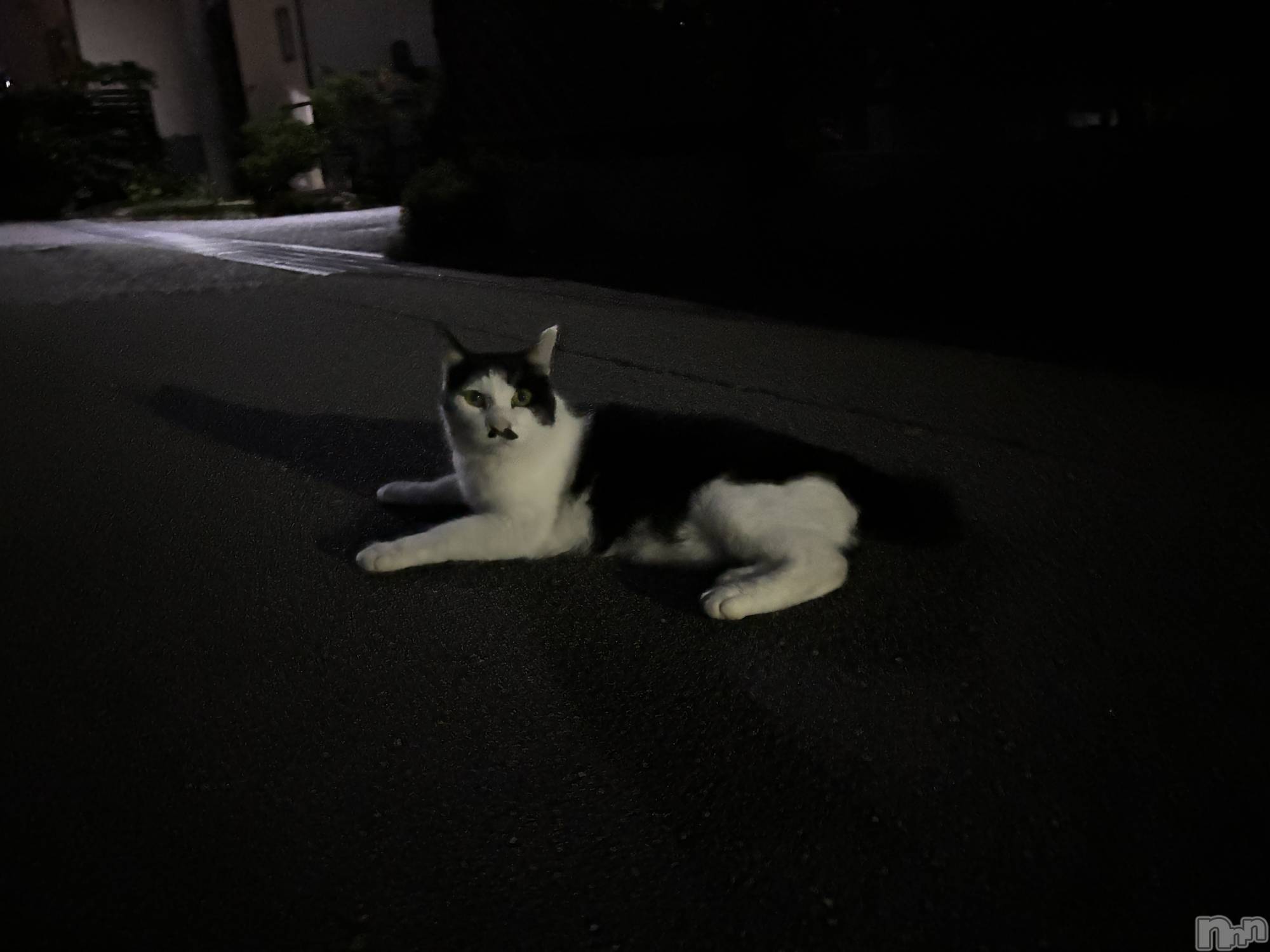 ܱХ顦֥ ץ ( ץ ޥĥ) 2025ǯ926̥֥🐈