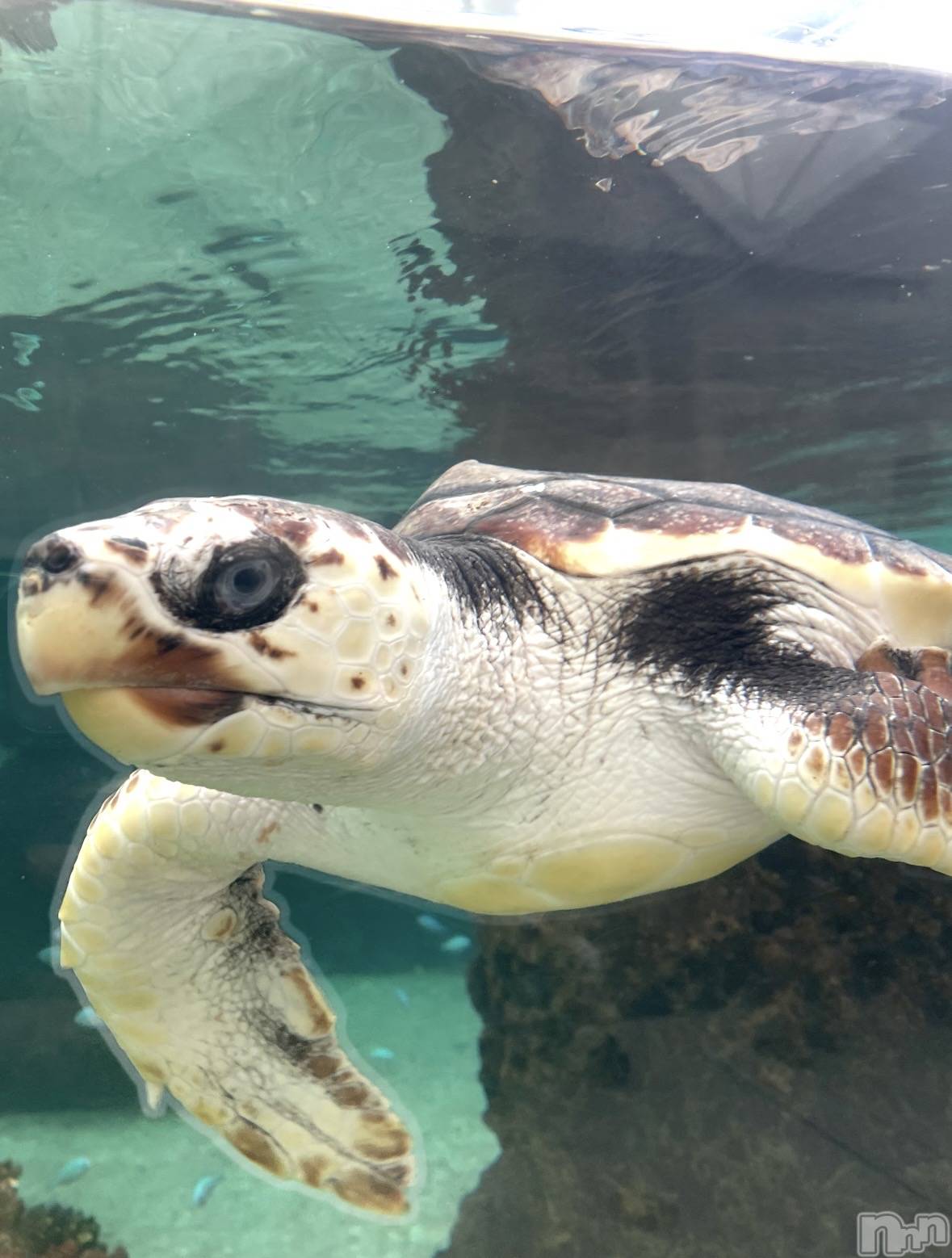 ܱХ顦֥ ץ ( ץ ޥĥ) 2025ǯ930̥֥🐢