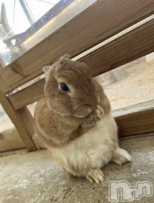 ܱХ顦֥ ץ ( ץ ޥĥ) դ椫(21)77̥֥🐰