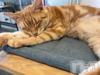 ܱХ顦֥ ץ ( ץ ޥĥ) դ椫(21)820̥֥🐈