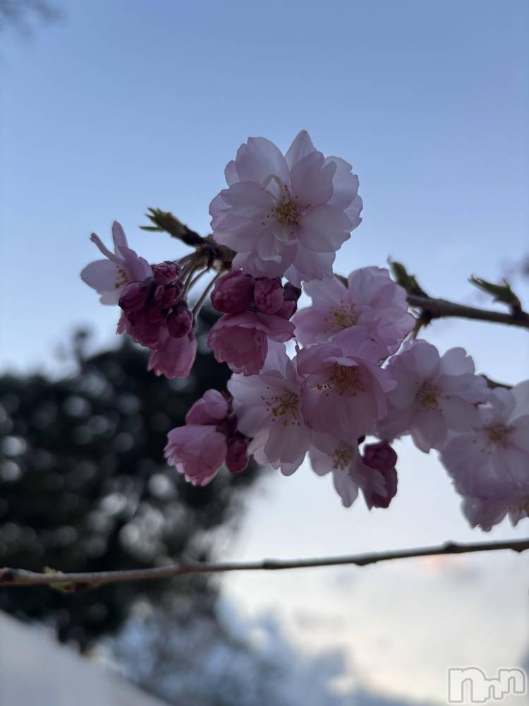 ĮХ顦֥ ץ ( ץ ) 49ֺ̥֥🌸
