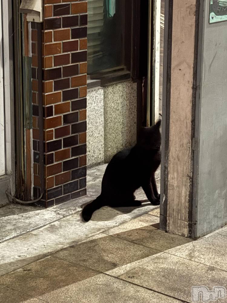 ĮХ顦֥ ץ ( ץ ) 82̥֥֤ޤäˤߤĤǭ🐈