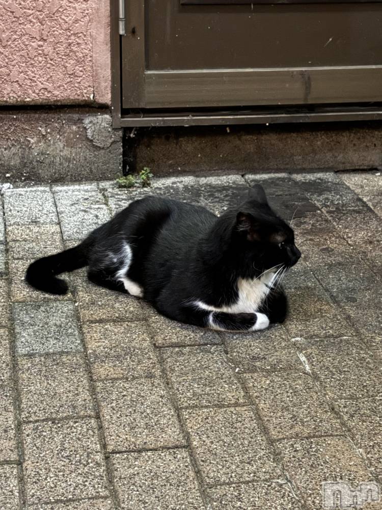 ĮХ顦֥ ץ ( ץ ) 815̥֥֥ͥ🐈‍⬛💕
