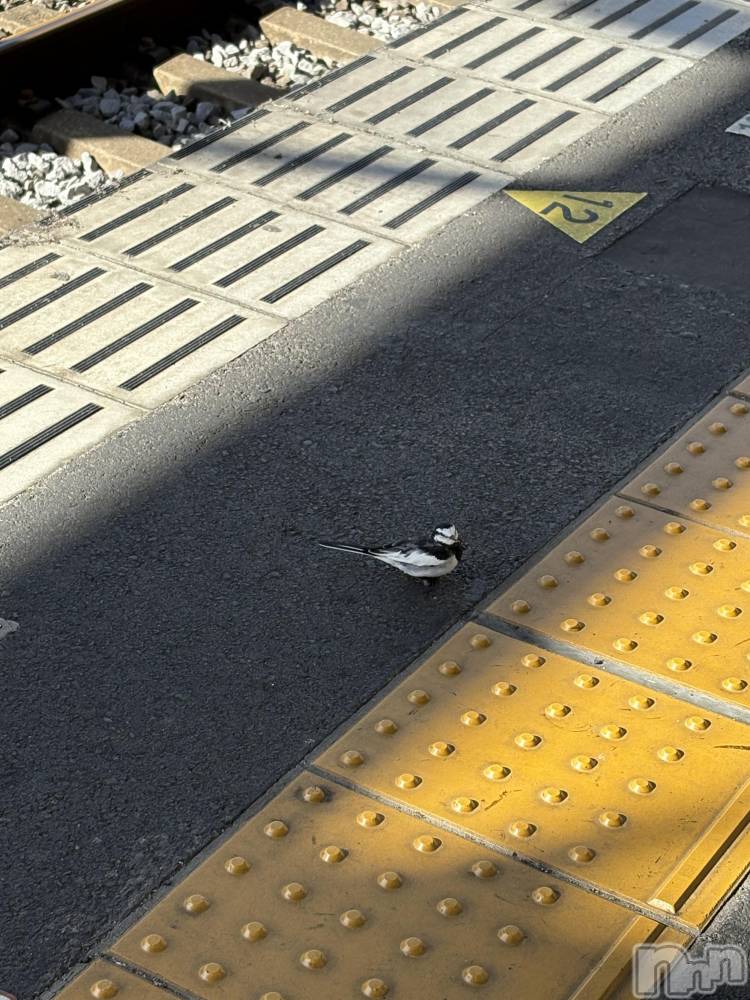 ĮХ顦֥ ץ ( ץ ) 1111ֲ̥֥İĻ(ө)