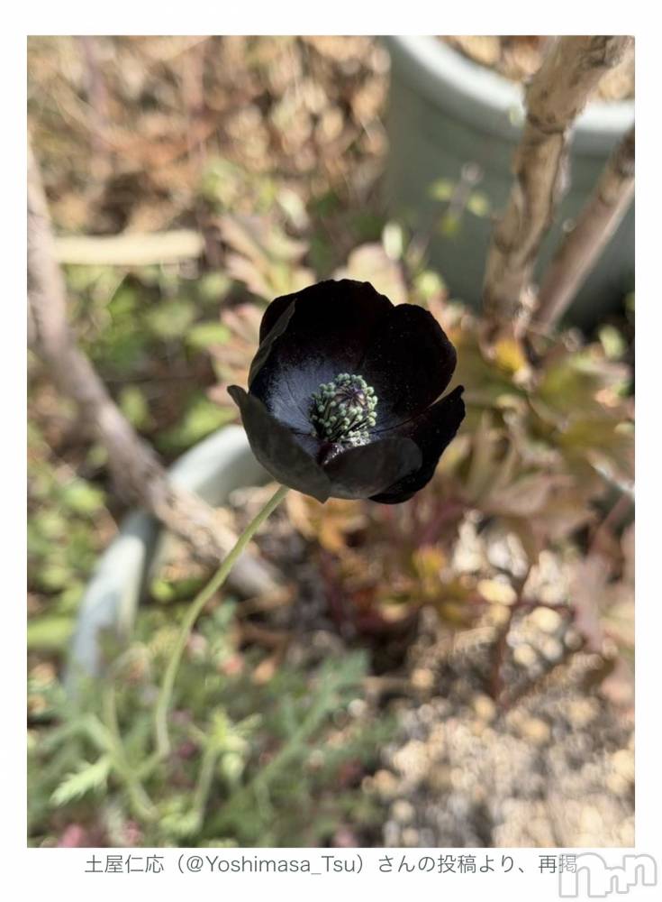 ��Į����Х��顦����֥���� �ץ���� ����(����� �ץ���� ������) ��������������4��5���̥�֥����֤��ä�������