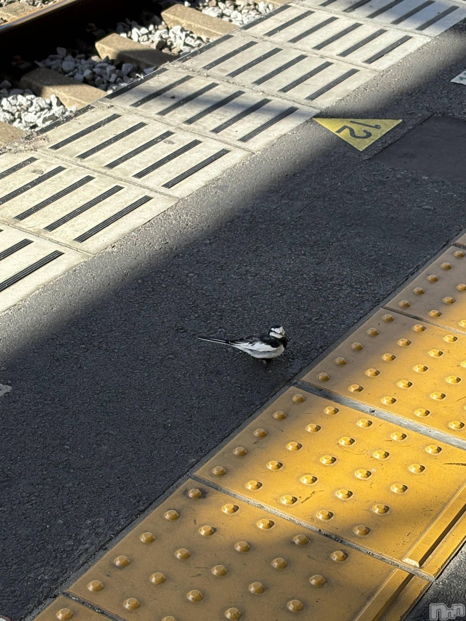 ĮХ顦֥ ץ ( ץ ) 2025ǯ1111ֲ̥֥İĻ(ө)