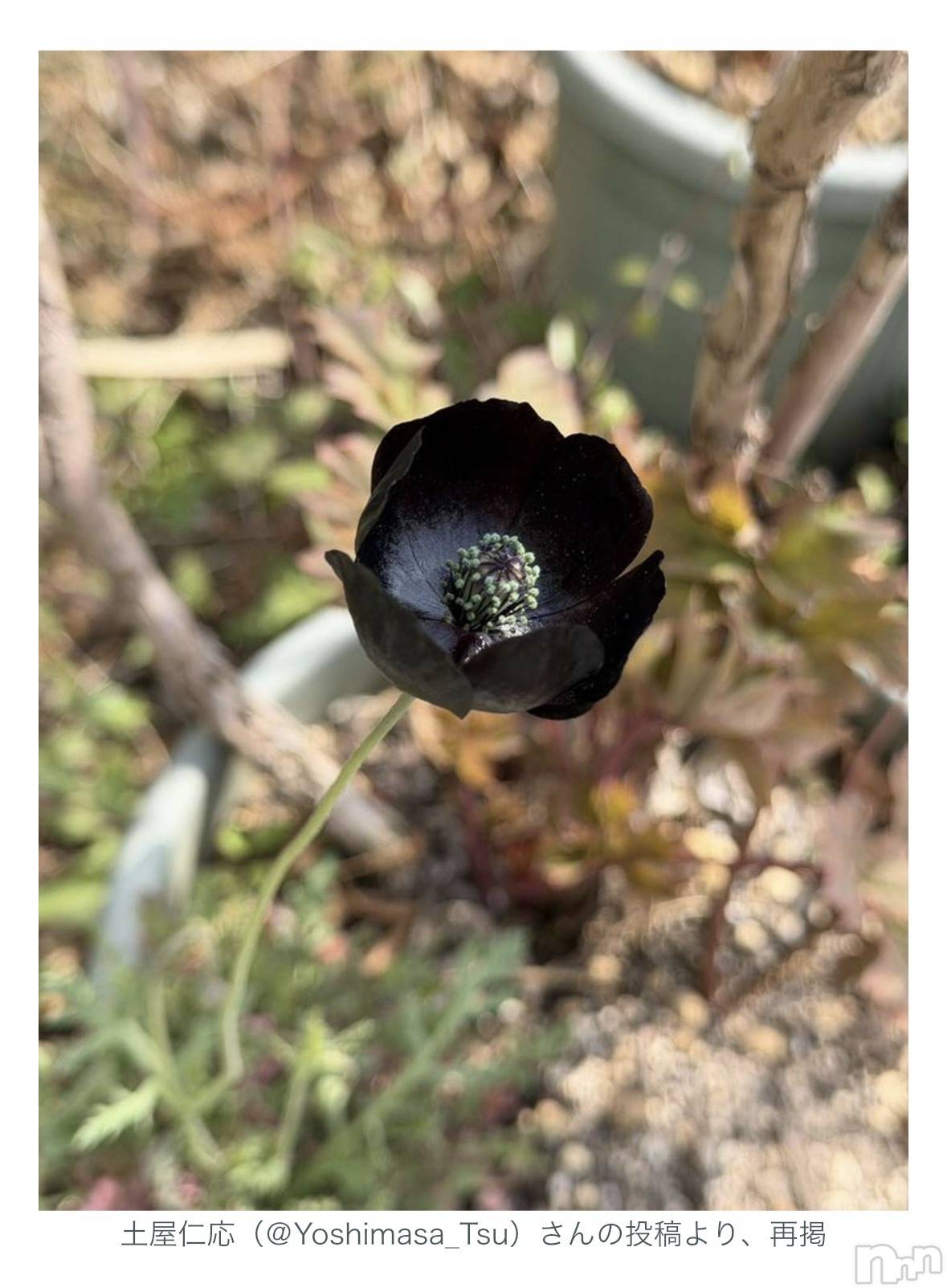 ��Į����Х��顦����֥���� �ץ���� ����(����� �ץ���� ������) ��2026ǯ4��5���̥�֥����֤��ä�������