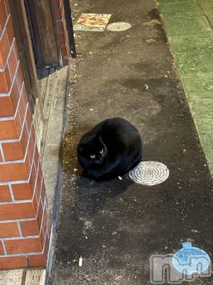 ��Į����Х��顦����֥���� �ץ���� ����(����� �ץ���� ������) �������������(23)��12��26���̥�֥����֤̤���😍🙏✨��