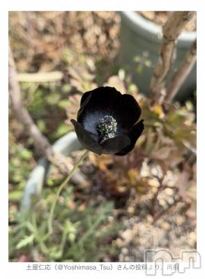 ��Į����Х��顦����֥���� �ץ���� ����(����� �ץ���� ������) �������������(23)��4��5���̥�֥����֤��ä�������