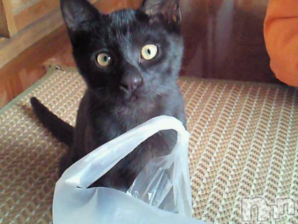 Х顦Lune LYNX(롼󥯥)  2010ǯ13̥֥ޤƤǤȤޤ