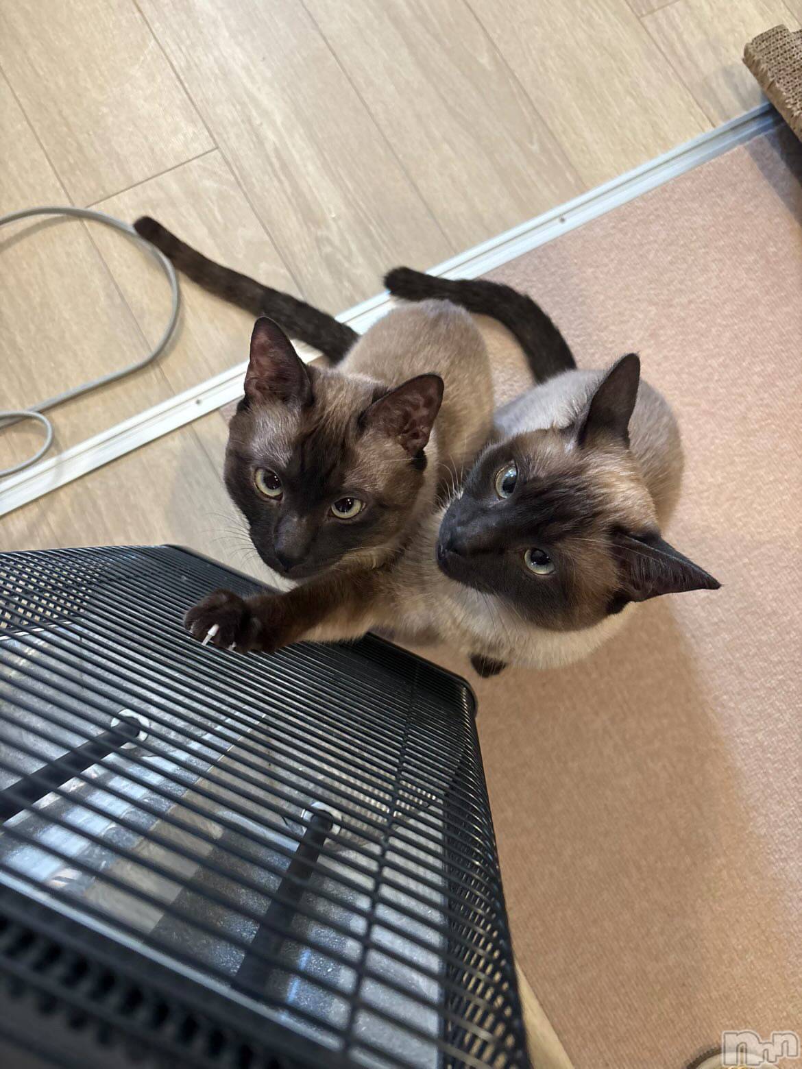 ʥå륺С󥻥ץȥե̴Ѷ~̤⤷ʤ¤~(󥻥ץȥեߥϥ祦) 2025ǯ115̥֥֤äߤ⛄️