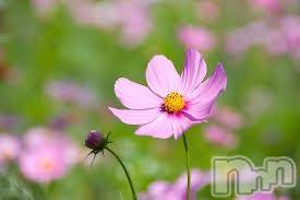 佐久発デリヘル佐久上田人妻隊(サクウエダヒトヅマタイ) ゆな(49)の9月28日写メブログ「すっかり忘れてました💦」