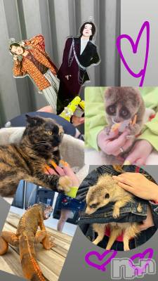 ��ë����Х��顦�����CLUB��Paladin(����֡��ѥ�ǥ���) ɰ�� ����4��12���̥�֥����ֿ䤷��🧡ᩚ��