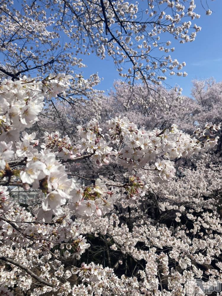 ��ˬ����Х��顦�����CLUB K����Prologue��(����֥���) �Ϥ�ʤ�4��12���̥�֥����֤��ָ���🌸��