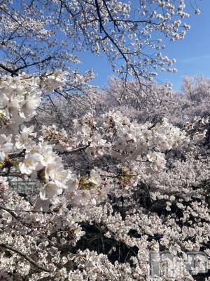 ��ˬ����Х��顦�����CLUB K����Prologue��(����֥���) �Ȥ�ߤ�4��12���̥�֥����֤��ָ���🌸��