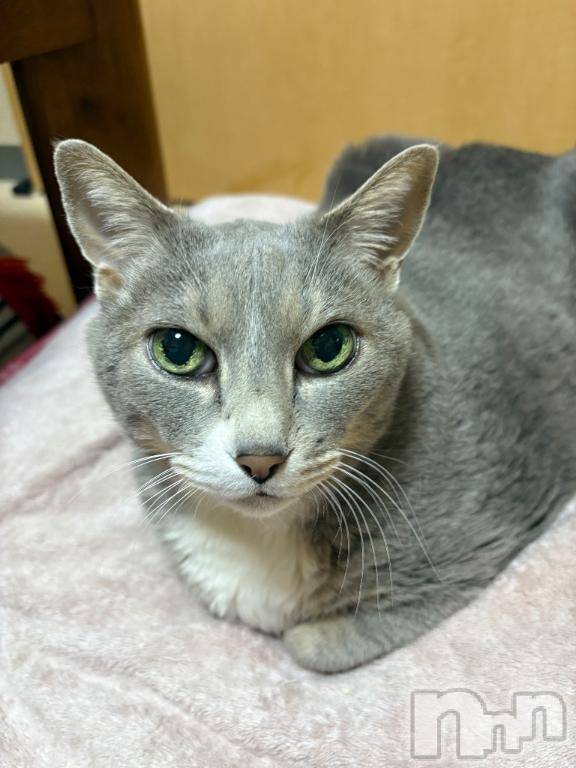 長岡人妻デリヘル奥様特急 長岡店(オクサマトッキュウナガオカテン)なかの(39)の2025年4月18日写メブログ「地震💦」