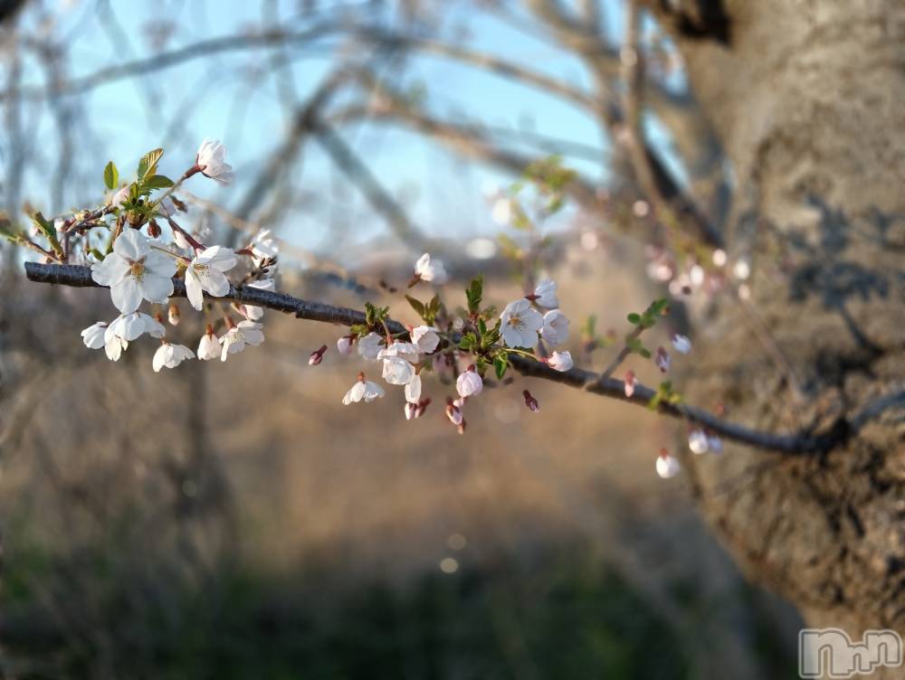 㡦ȯĥꥢ󥺥Ƥޤơ(ޥƥåȥ˥) 49ֽ̥֥դ褿🌸