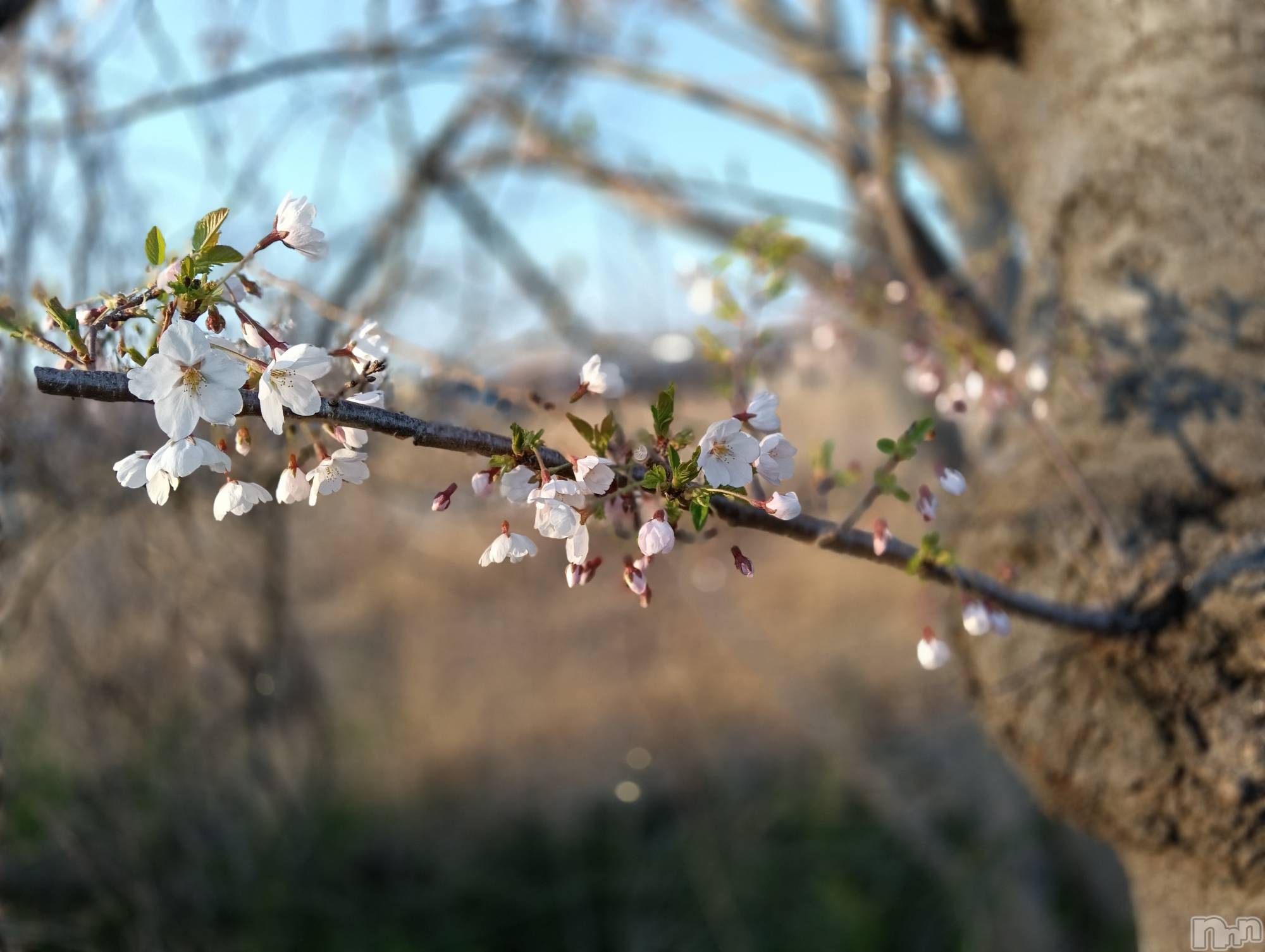 㡦ȯĥꥢ󥺥Ƥޤơ(ޥƥåȥ˥) 2025ǯ49ֽ̥֥դ褿🌸