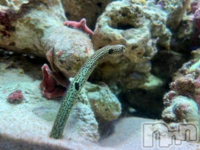 長岡デリヘル BIANCA～主人の知らない私～長岡店(ビアンカナガオカテン) 柊　ゆうな(36)の3月31日写メブログ「ちーんちんちん…」