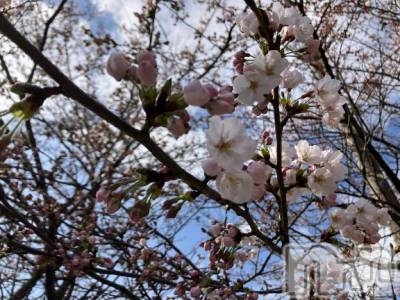 長岡デリヘル BIANCA～主人の知らない私～長岡店(ビアンカナガオカテン) 柊　ゆうな(36)の4月15日写メブログ「まだ発熱中～💦」