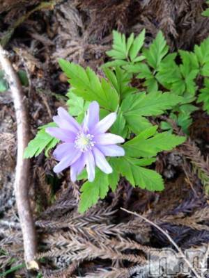 長岡デリヘル BIANCA～主人の知らない私～長岡店(ビアンカナガオカテン) 柊　ゆうな(36)の4月25日写メブログ「花が満開～🌸」