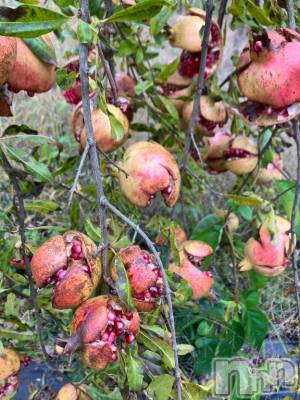 長岡デリヘル BIANCA～主人の知らない私～長岡店(ビアンカナガオカテン) 柊　ゆうな(36)の11月10日写メブログ「いっぱぁい💕」