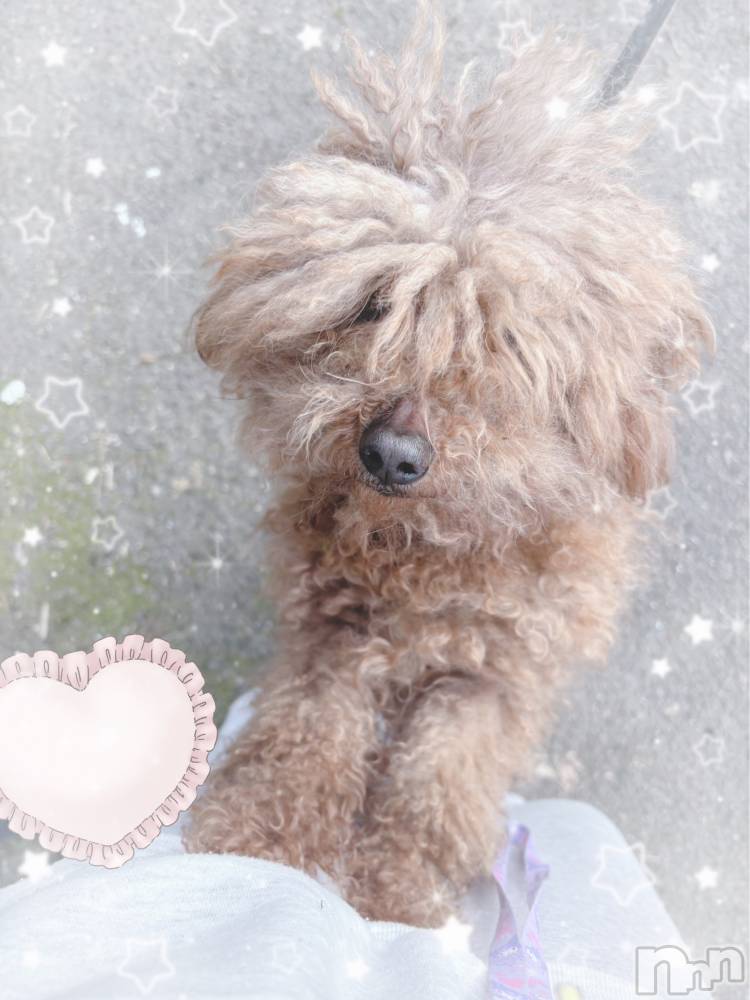 Įʥå륺СPersephone(ڥ륻ݥ) 324̥֥֤🐶