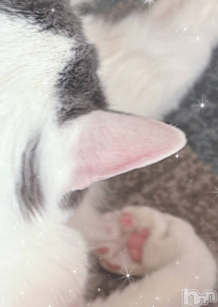 Įʥå륺СPersephone(ڥ륻ݥ) 44̥֥ޤơ