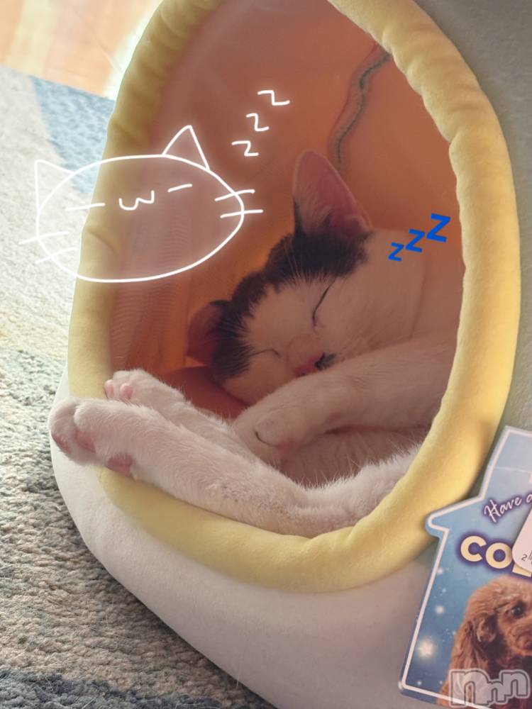 Įʥå륺СPersephone(ڥ륻ݥ) 127̥֥Ǥ