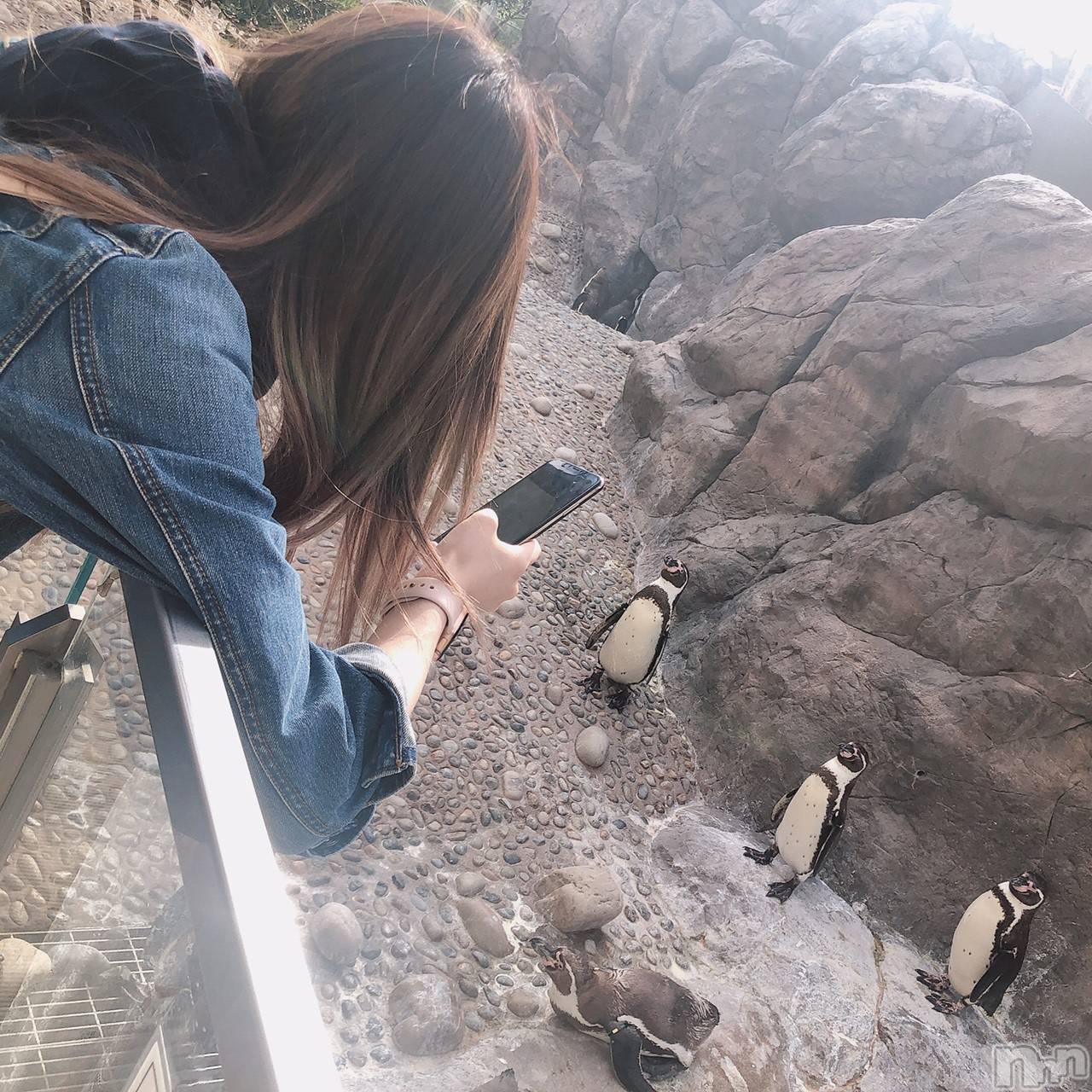 Įʥå륺СPersephone(ڥ륻ݥ) 2025ǯ619̥֥֤ڤڤ🐧🐧🐧