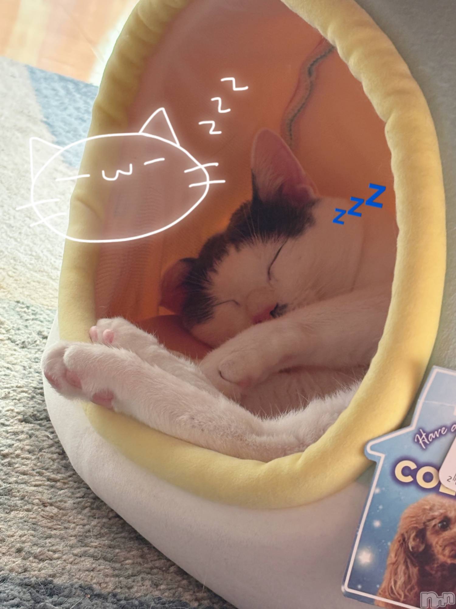 Įʥå륺СPersephone(ڥ륻ݥ) 2025ǯ127̥֥Ǥ