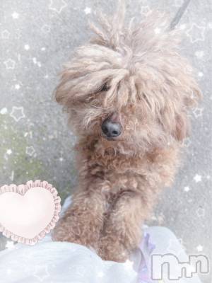 Įʥå륺СPersephone(ڥ륻ݥ) 324̥֥֤🐶