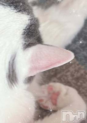 Įʥå륺СPersephone(ڥ륻ݥ) 44̥֥ޤơ