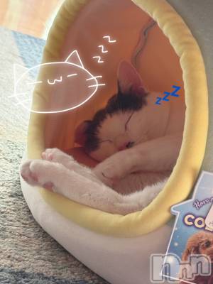 Įʥå륺СPersephone(ڥ륻ݥ) 127̥֥Ǥ