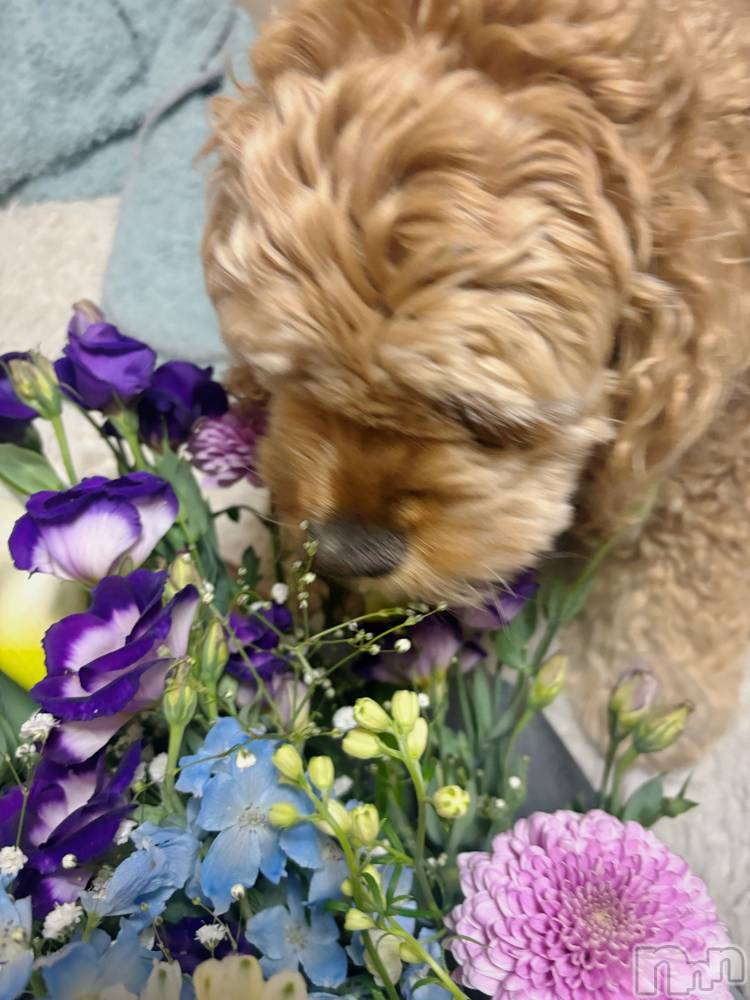 ��ë����Х��顦�����CLUB��Paladin(����֡��ѥ�ǥ���) �� �����3��18���̥�֥�����🐩🌼.*��