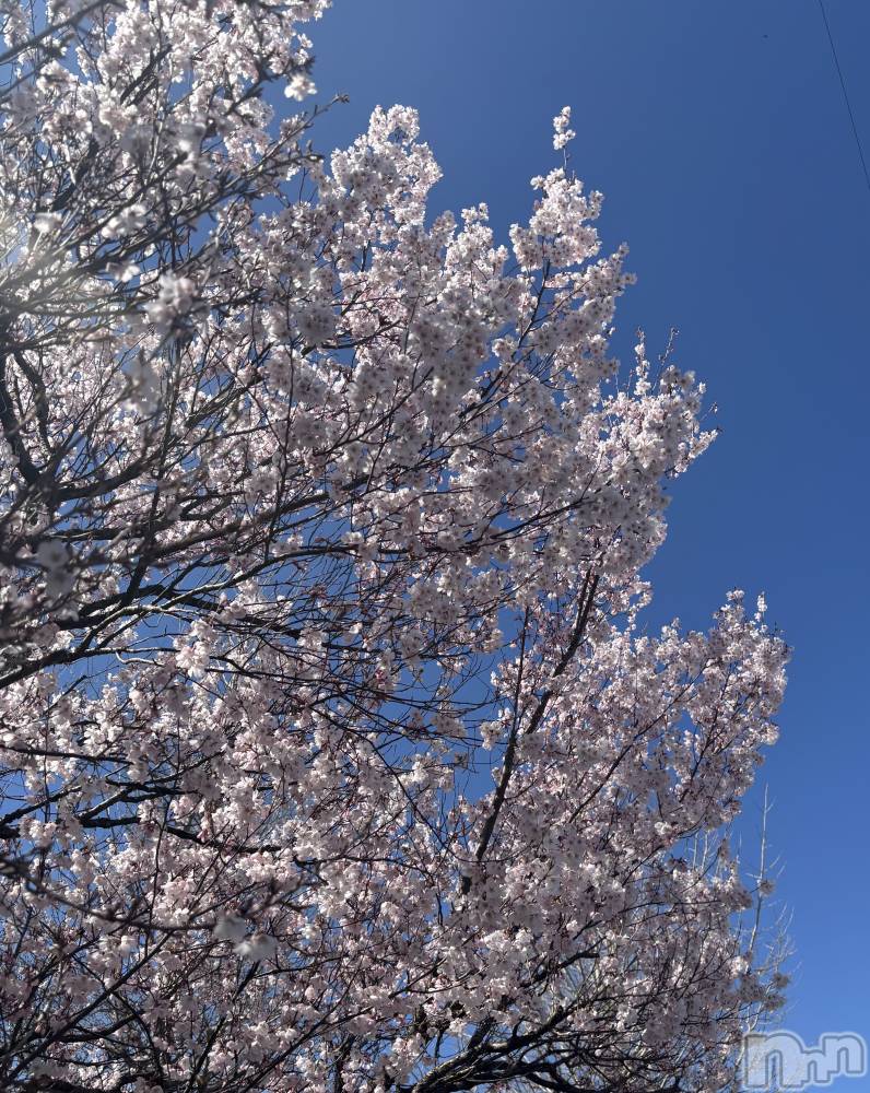 ��ë����Х��顦�����CLUB��Paladin(����֡��ѥ�ǥ���) �� �����4��9���̥�֥�����🌸��