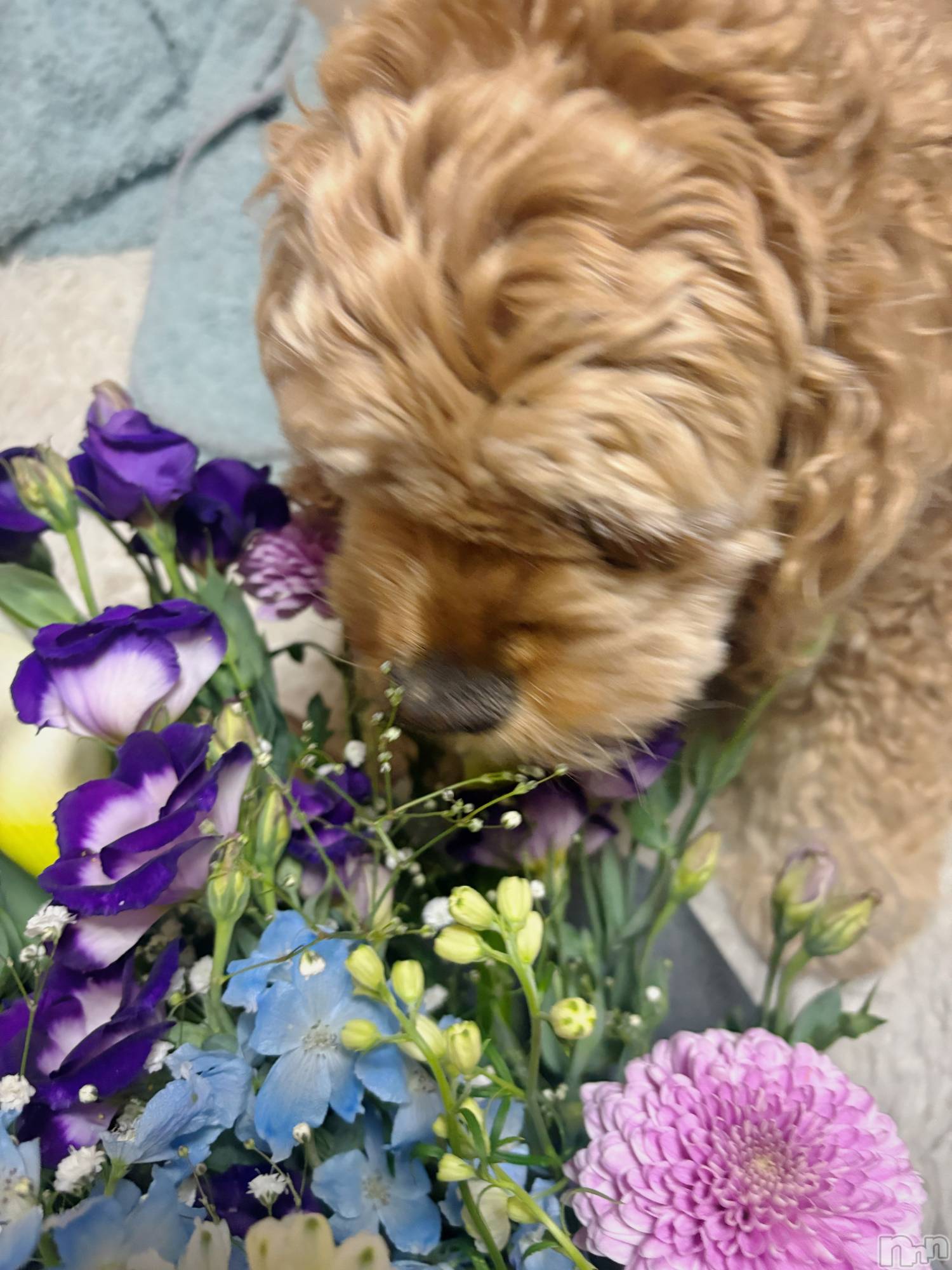 ��ë����Х��顦�����CLUB��Paladin(����֡��ѥ�ǥ���) ��2025ǯ3��18���̥�֥�����🐩🌼.*��