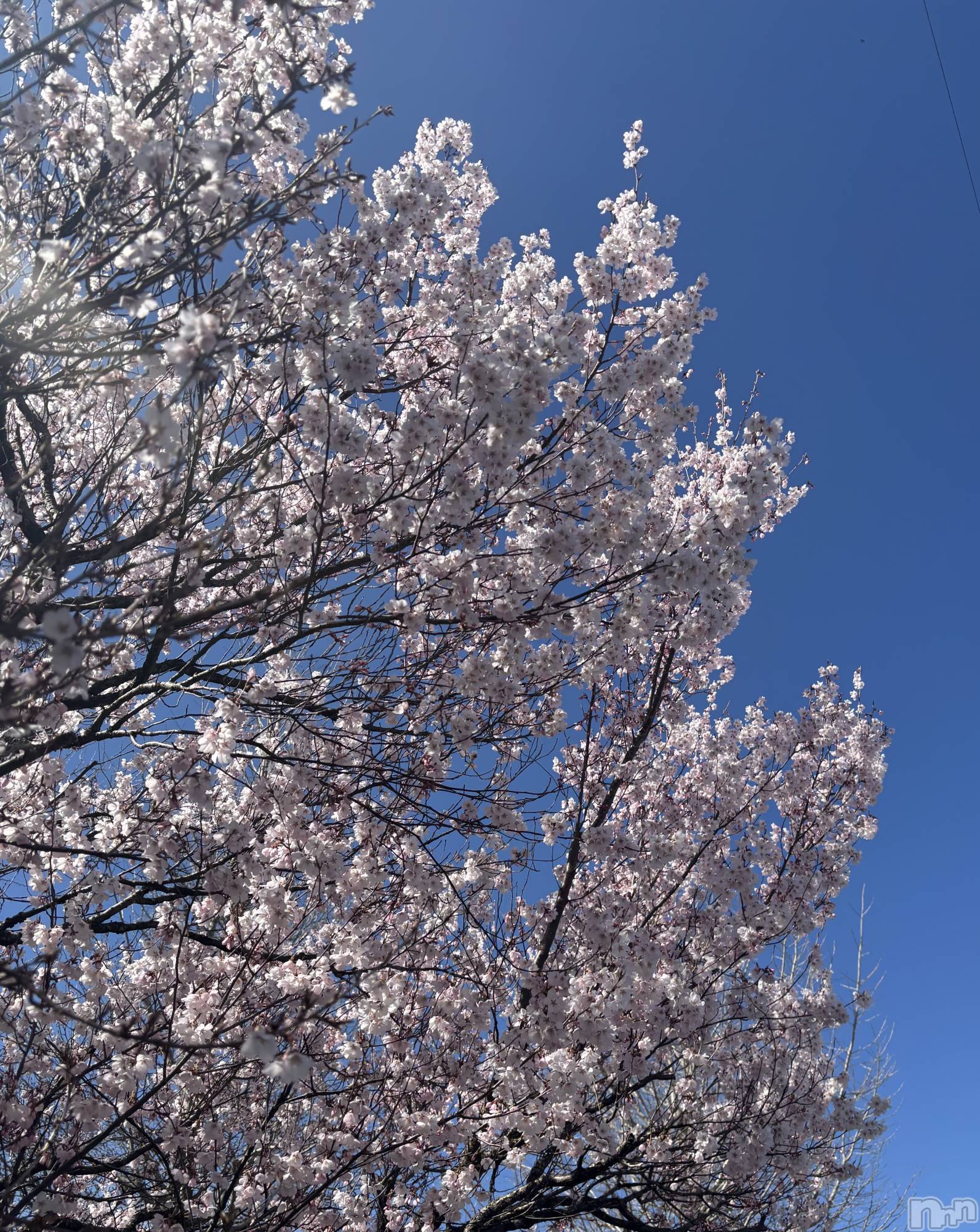 ��ë����Х��顦�����CLUB��Paladin(����֡��ѥ�ǥ���) ��2025ǯ4��9���̥�֥�����🌸��