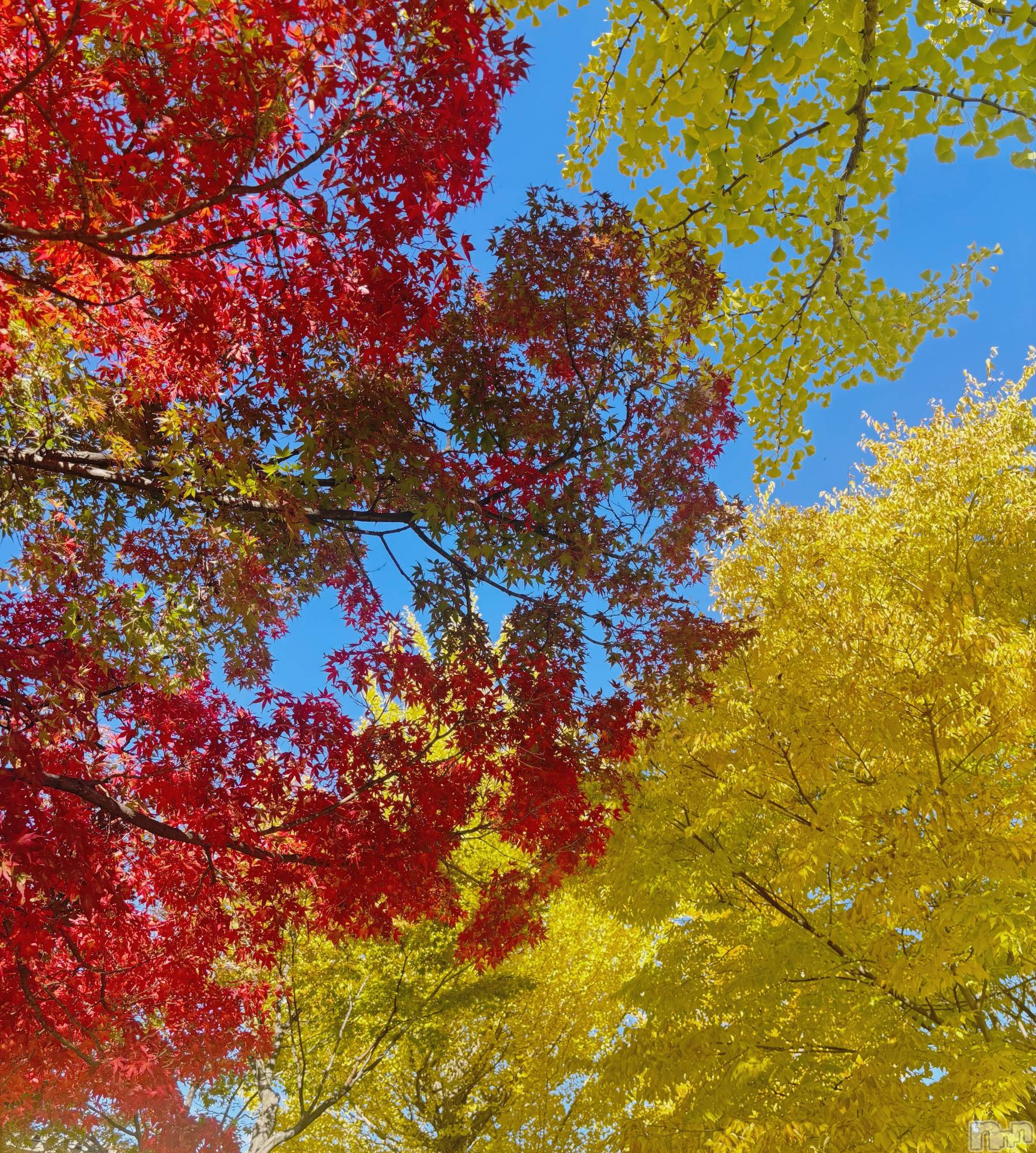 ��ë����Х��顦�����CLUB��Paladin(����֡��ѥ�ǥ���) ��2025ǯ11��5���̥�֥����ֽ�����🍁✨��