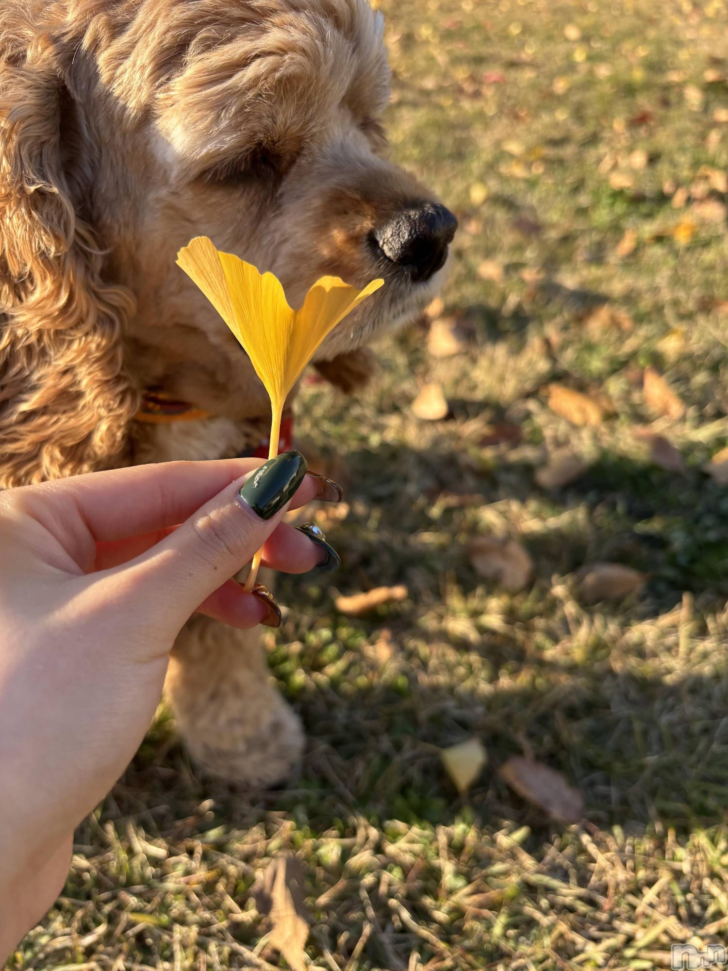 ��ë����Х��顦�����CLUB��Paladin(����֡��ѥ�ǥ���) ��2025ǯ11��17���̥�֥����֤����������