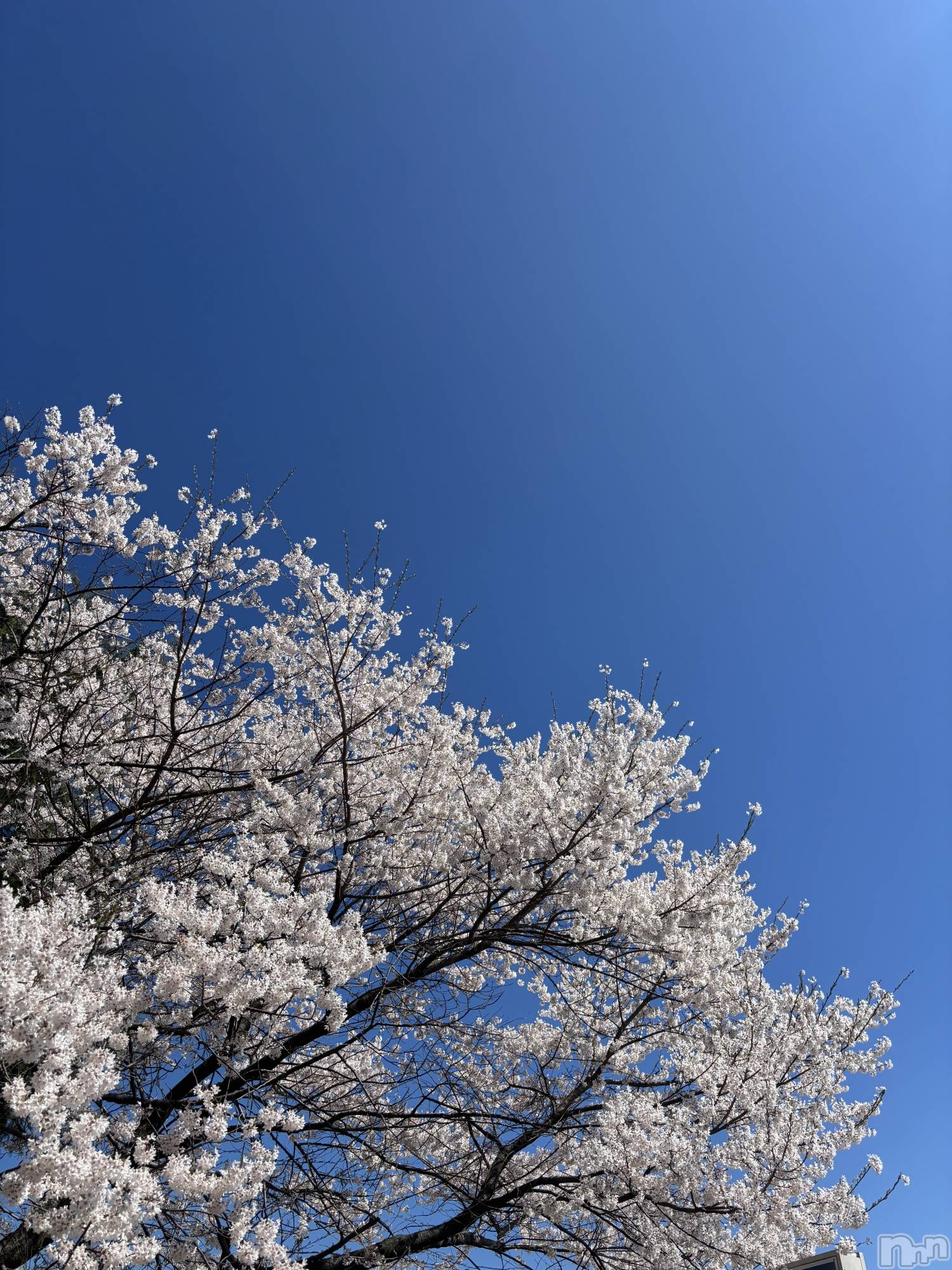 ��ë����Х��顦�����CLUB��Paladin(����֡��ѥ�ǥ���) ��2026ǯ4��8���̥�֥�����🌸🍃��