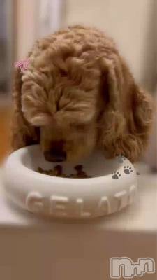 🐩🦴