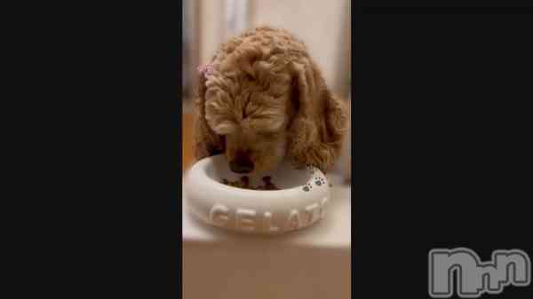 ��🐩🦴��