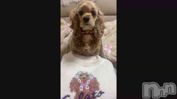 ��🐩🎀꙳.*��