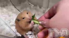 三条デリヘル人妻じゅんちゃん-出稼ぎ0！地元の奥様専門-(ヒトヅマジュンチャン) 由良泉☆オキニランク最上位(32)の4月20日動画「我が家の小さなフードファイター達🥬」