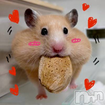 三条デリヘル 人妻じゅんちゃん-出稼ぎ0！地元の奥様専門-(ヒトヅマジュンチャン) 由良泉☆オキニランク最上位(32)の5月22日写メブログ「ハムスターの鑑🐹」