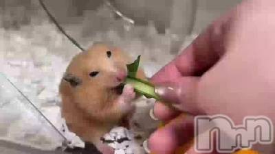 三条デリヘル 人妻じゅんちゃん-出稼ぎ0！地元の奥様専門-(ヒトヅマジュンチャン) 由良泉☆オキニランク最上位(32)の4月20日動画「我が家の小さなフードファイター達🥬」
