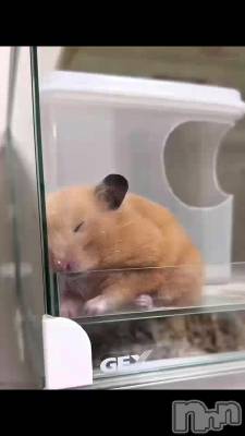 新潟人妻デリヘル 新潟の可憐な妻たち～秘密の逢瀬～(ニイガタノカレンナツマタチ～ヒミツノオウセ～) 由良 泉(32)の8月9日動画「8/6(ハム🐹)の日だったらしい」