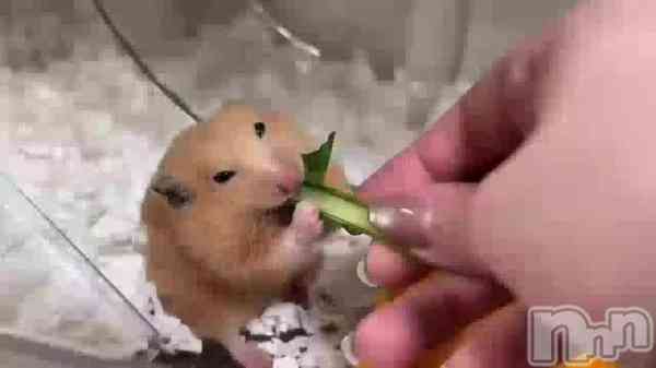 由良泉☆オキニランク最上位の動画 我が家の小さなフードファイター達🥬