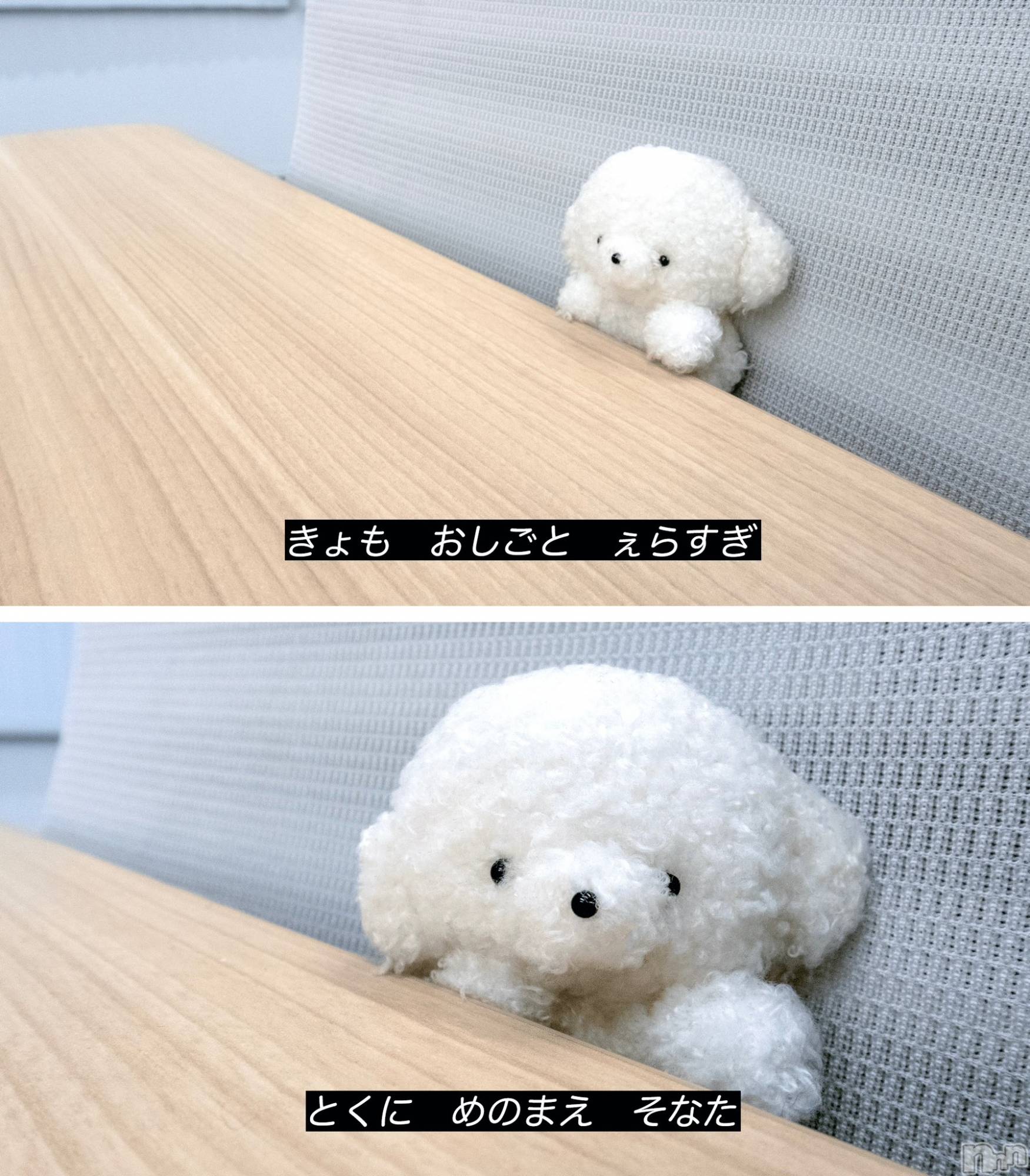 ����������ʥå��������륺�С�Veronica-�������˥�-(�������˥�) ��2026ǯ1��31���̥�֥����ִŤ����ƤϤ����ʤ���